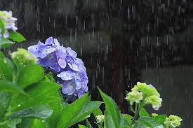 梅雨入りの季節に知っておきたい豆知識７選